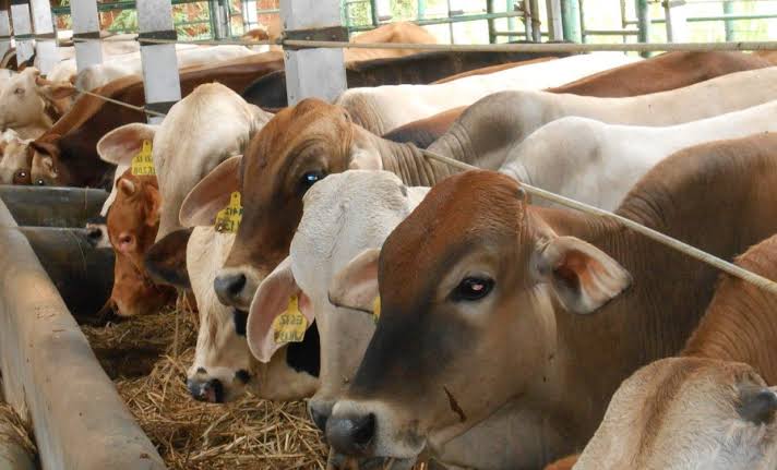 14 Ekor Hewan Korban Telah Terkumpul Dari Pemko Pekanbaru